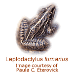 Leptodactylus lepfur