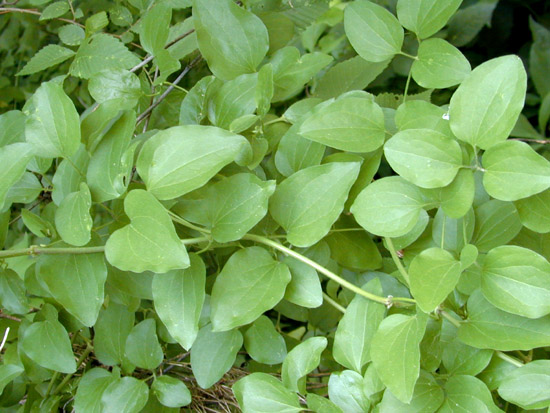 clematis terniflora leaves