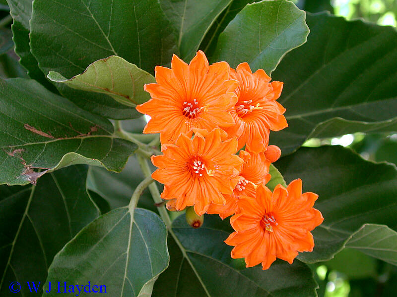 Cordia dodecandra A DC ciricote