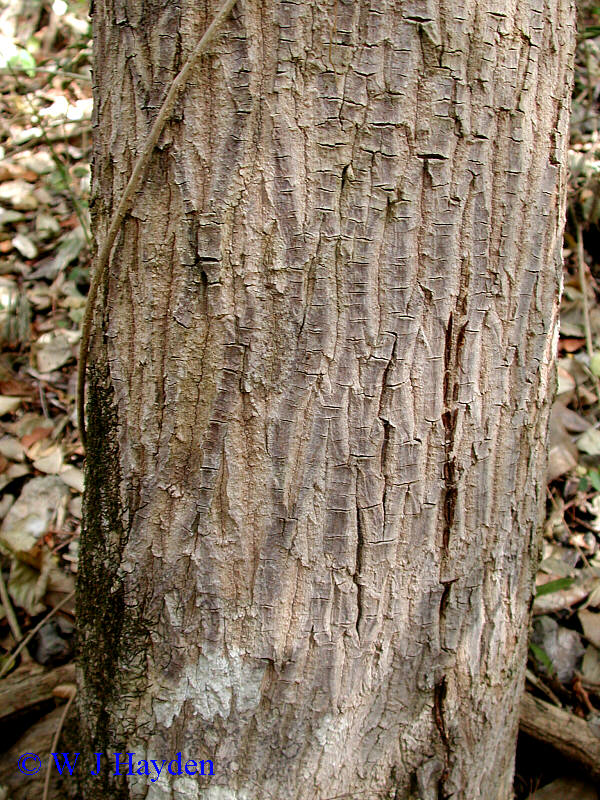 http://chalk.richmond.edu/flora-kaxil-kiuic/k/krugiodendron_ferreum_bark_02s.JPG