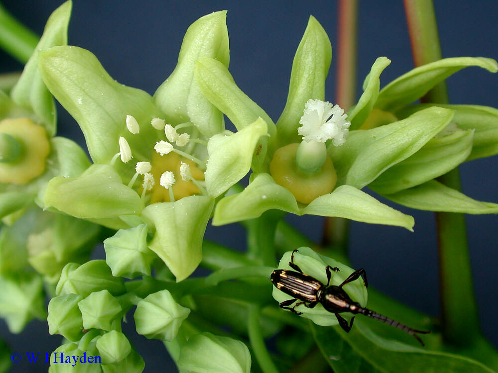 Manihot Esculenta