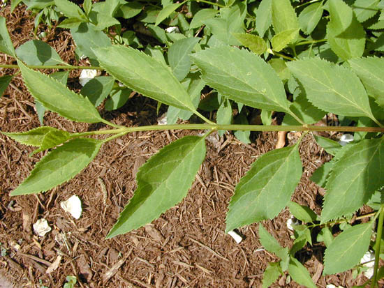 Forsythia Suspensa