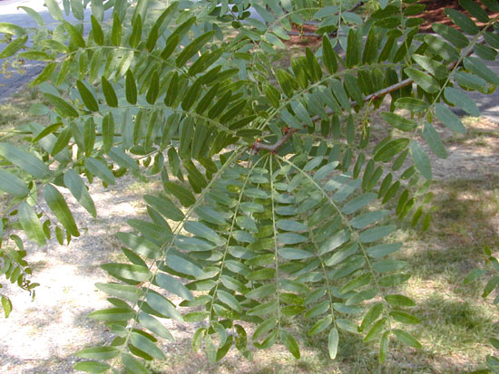 Gleditsia triacanthos