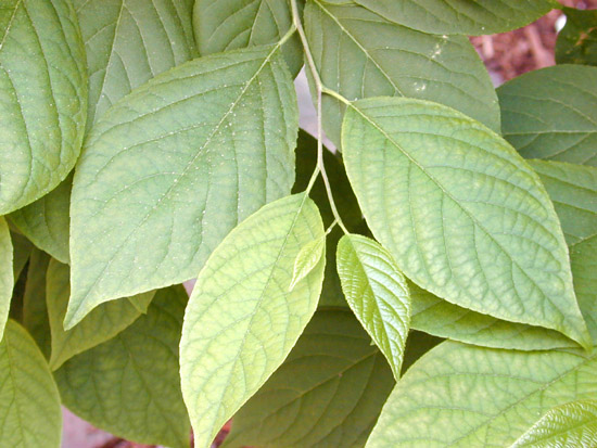 Halesia tetraptera