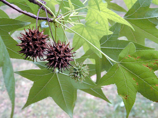 fruit du liquidambar styraciflua