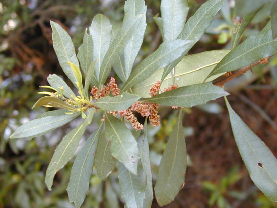 Myrica cerifera