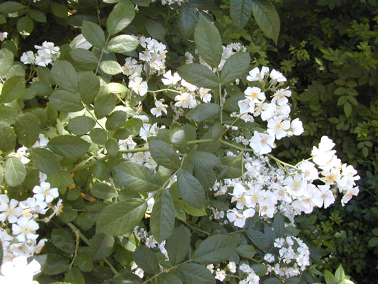 Rosa Multiflora 9728