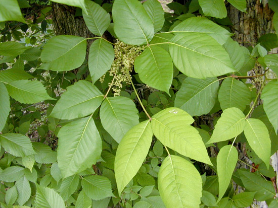 Toxicodendron radicans