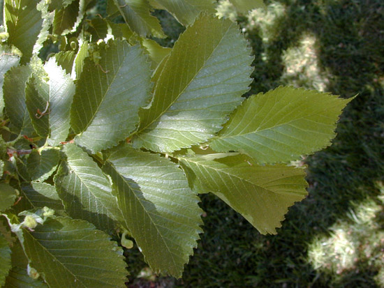 Ulmus hollandica