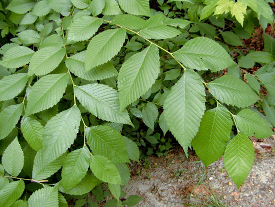 Slippery Elm, Red Elm, Ulmus rubra Muhl.